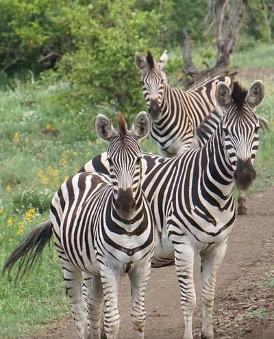 Three pairs of black and white zebra
